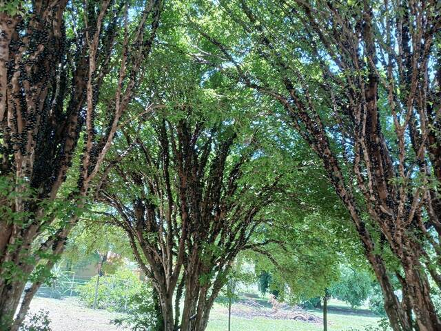 #110 - Chácara para Venda em Torrinha - SP - 2